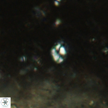 Helicosphaera minima 2427