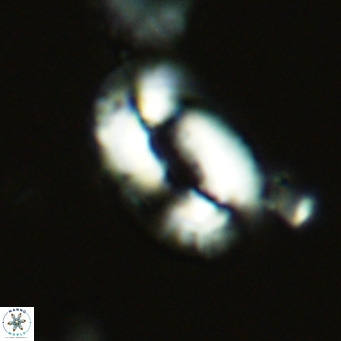 Helicosphaera neocrenulata VR 03540