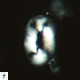 Helicosphaera neocrenulata VR 03536