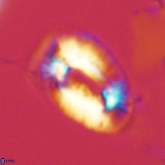 Helicosphaera neogranulata VR 03455