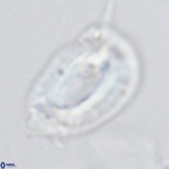 Helicosphaera neogranulata VR 03460