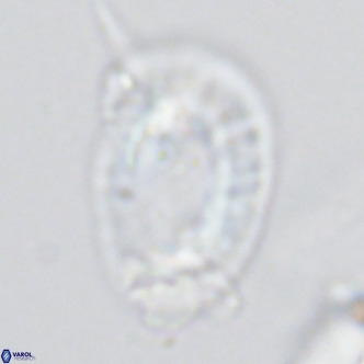 Helicosphaera neogranulata VR 03461