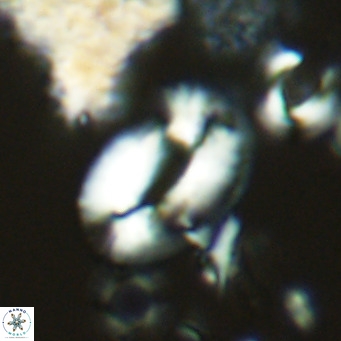 Helicosphaera neogranulata VR 04084