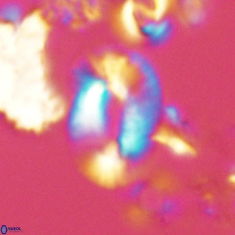 Helicosphaera neogranulata VR 04086