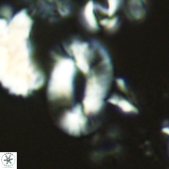 Helicosphaera neogranulata VR 04087