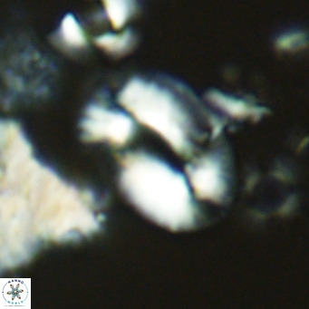 Helicosphaera neogranulata VR 04088