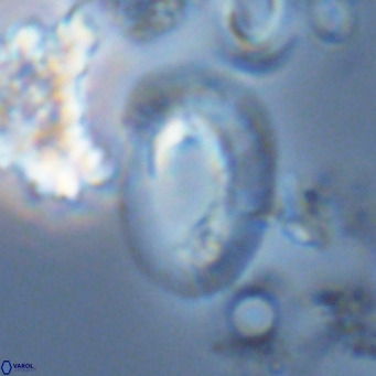 Helicosphaera neogranulata VR 04097