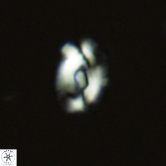 Helicosphaera neointermedia VR 05536