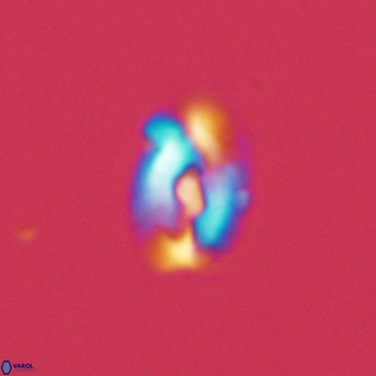 Helicosphaera neointermedia VR 05538