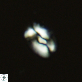 Helicosphaera neointermedia VR 05541