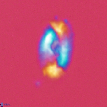 Helicosphaera neointermedia VR 05325