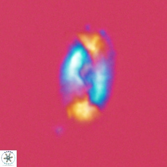 Helicosphaera neointermedia VR 05325
