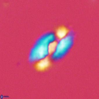 Helicosphaera neointermedia VR 05329