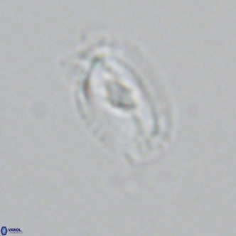 Helicosphaera neointermedia VR 05333