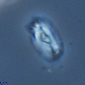 Helicosphaera neointermedia VR 05338