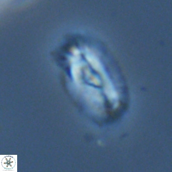 Helicosphaera neointermedia VR 05338