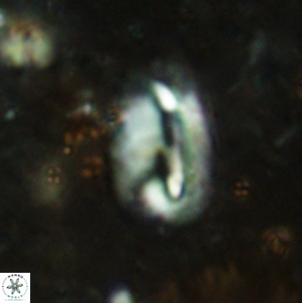 Helicosphaera obliqua 2372