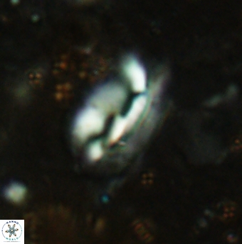Helicosphaera obliqua 2375