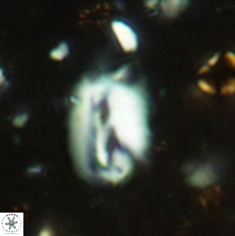 Helicosphaera obliqua 2399