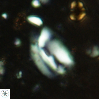 Helicosphaera obliqua 2400
