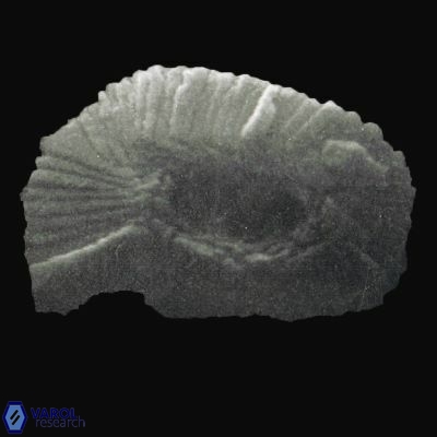 Helicosphaera orientalis 890 21