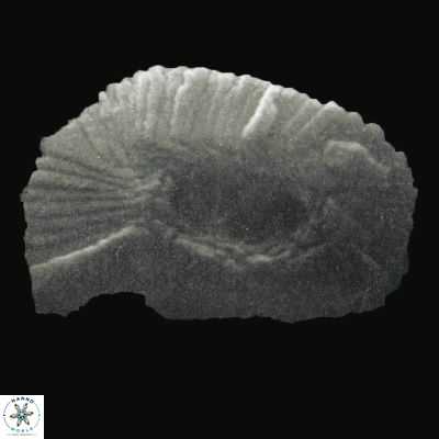 Helicosphaera orientalis 890 21