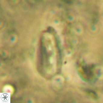 Helicosphaera acuta 2967