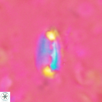 Helicosphaera acuta 2970