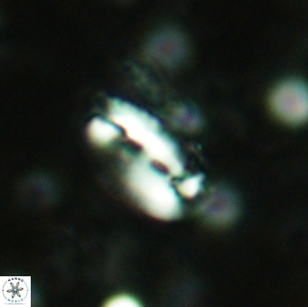 Helicosphaera acuta 2973