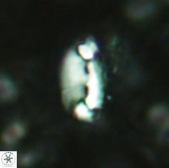 Helicosphaera acuta 2974