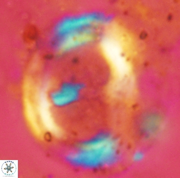 Helicosphaera ampla 2346