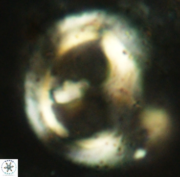 Helicosphaera ampla 2347