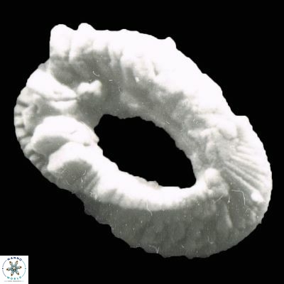 Helicosphaera ampliaperta 1178 2
