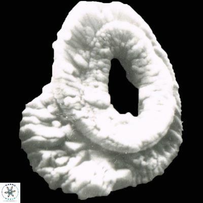 Helicosphaera ampliaperta 1178 3