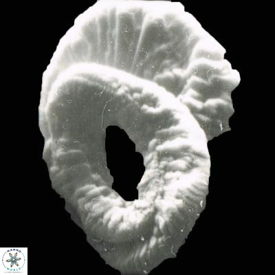 Helicosphaera ampliaperta 1178 4