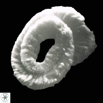 Helicosphaera ampliaperta 1178 5