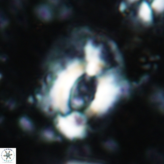 Helicosphaera ampliaperta 345