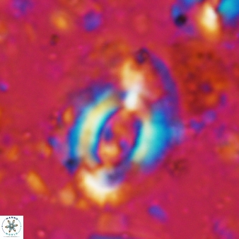 Helicosphaera ampliaperta 346