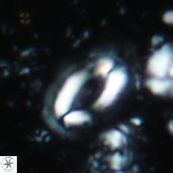 Helicosphaera ampliaperta 347