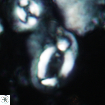 Helicosphaera ampliaperta 349