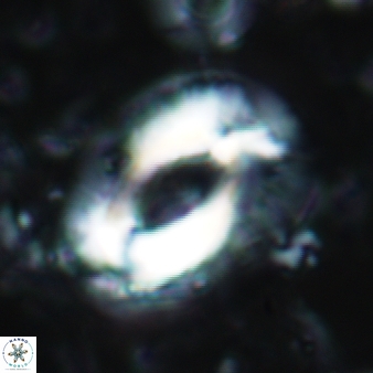 Helicosphaera ampliaperta 351