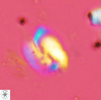 Helicosphaera antistrofaobliqua 2327