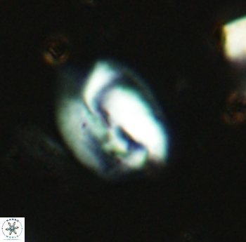 Helicosphaera antistrofaobliqua 2328