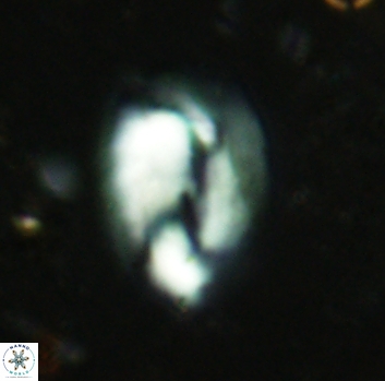 Helicosphaera antistrofaobliqua 2354