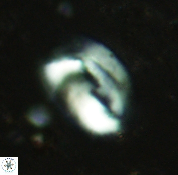 Helicosphaera antistrofaobliqua 2357