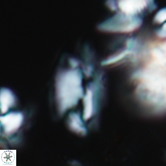 Helicosphaera antistrofaobliqua 453