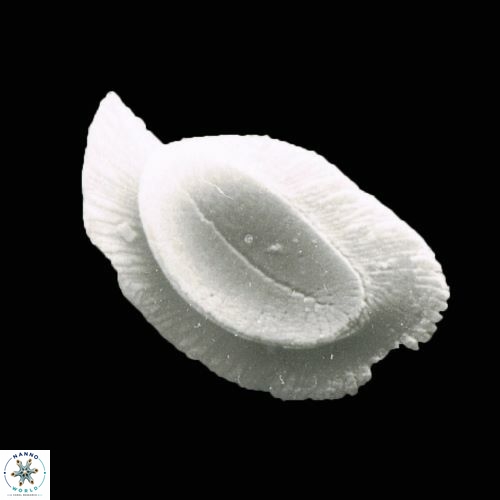 Helicosphaera burkei 19