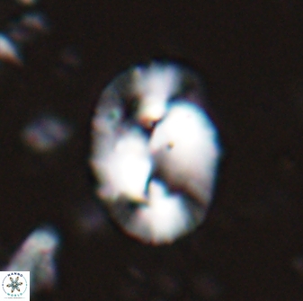 Helicosphaera burkei obesus 27631
