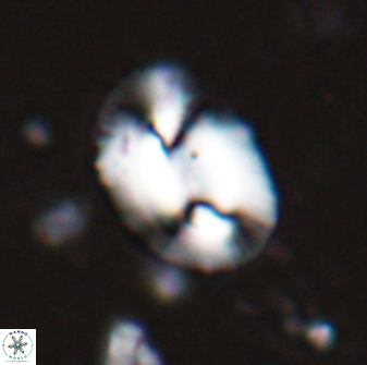 Helicosphaera burkei obesus 27632