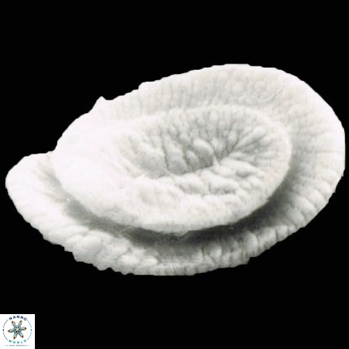 Helicosphaera burkei 880 8